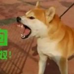 网赌赌狗日记-棋牌论坛-棋牌策略-棋牌技巧网